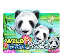 Wild Giant Panda